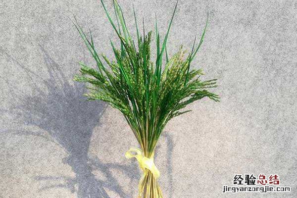 广东水稻一年几熟，最多可以种植几次