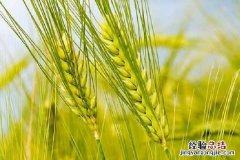 小麦发黄能变过来吗，原因及解决方法