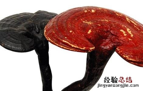 草灵芝的功效与作用 草灵芝的功效与作用图片
