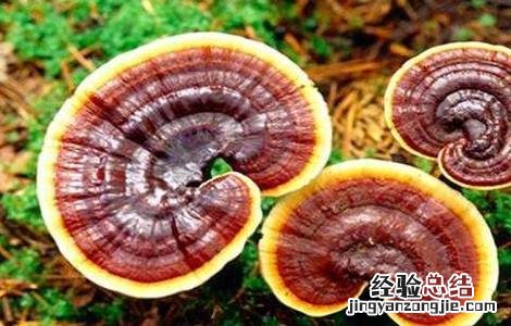 草灵芝的功效与作用 草灵芝的功效与作用图片