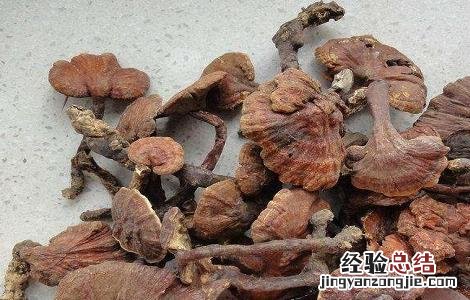 草灵芝的功效与作用 草灵芝的功效与作用图片