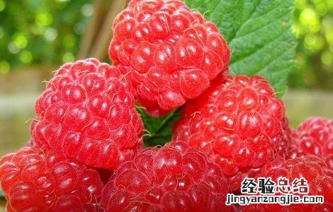树莓的功效与作用 树莓的功效与作用禁忌