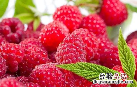树莓的功效与作用 树莓的功效与作用禁忌