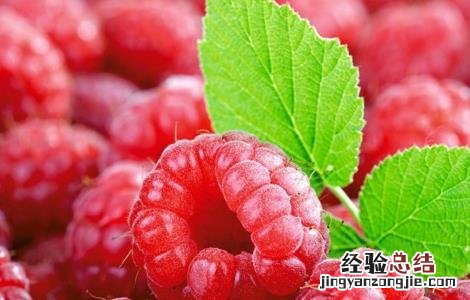 树莓的功效与作用 树莓的功效与作用禁忌