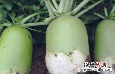 枯萝卜的副作用 枯萝卜的功效与作用