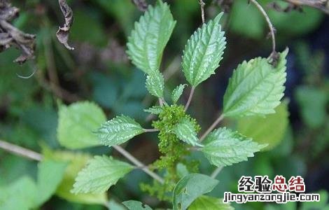 荨麻的功效与作用 宽叶荨麻的功效与作用