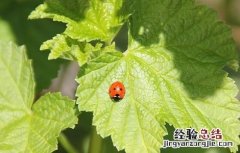 荨麻的功效与作用 宽叶荨麻的功效与作用