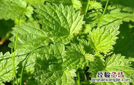 荨麻的功效与作用 宽叶荨麻的功效与作用