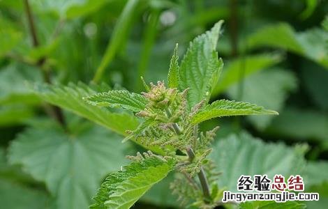荨麻的功效与作用 宽叶荨麻的功效与作用