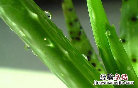 芦荟泡水喝的作用 芦荟泡水喝的功效与方法及禁忌