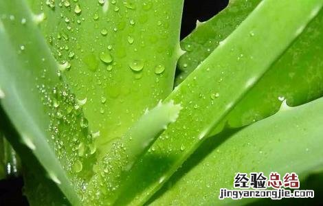 芦荟泡水喝的作用 芦荟泡水喝的功效与方法及禁忌