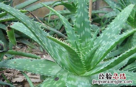 芦荟泡水喝的作用 芦荟泡水喝的功效与方法及禁忌