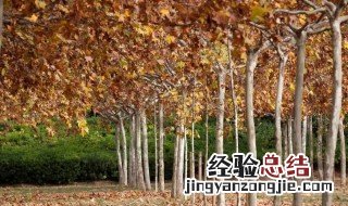 梧桐树的寓意 关于梧桐树的寓意介绍