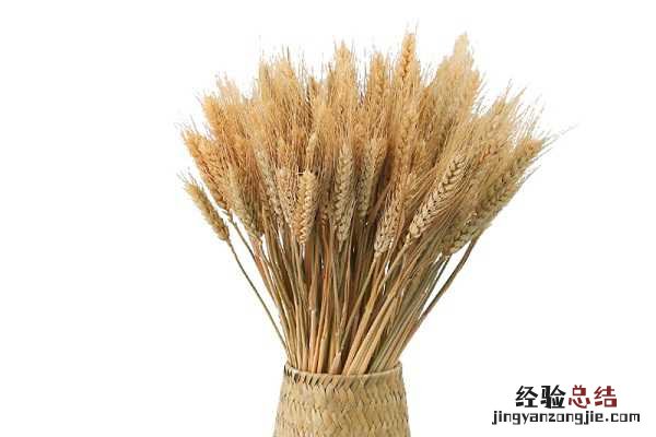 介绍三个超高产小麦新品种，亩产可以达到多少