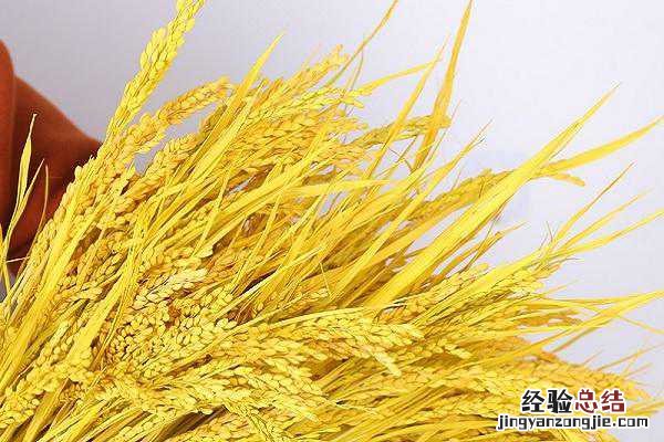 防治小麦锈病药剂排名，使用什么效果好