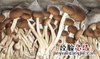 茶树菇的根能不能吃掉 茶树菇的根能不能吃