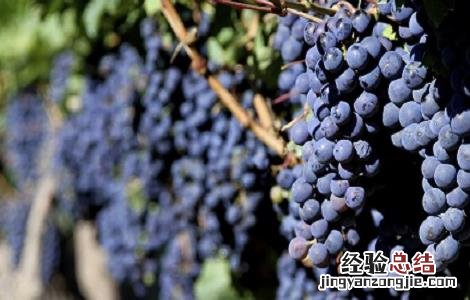 黑醋栗营养价值 黑醋栗的功效与作用