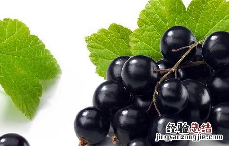 黑醋栗营养价值 黑醋栗的功效与作用