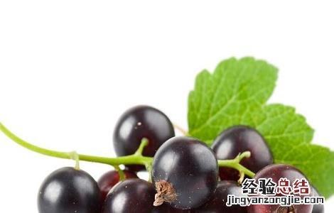 黑醋栗营养价值 黑醋栗的功效与作用