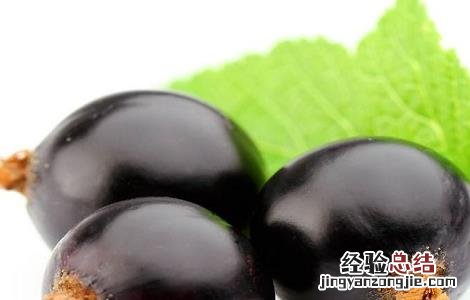 黑醋栗营养价值 黑醋栗的功效与作用