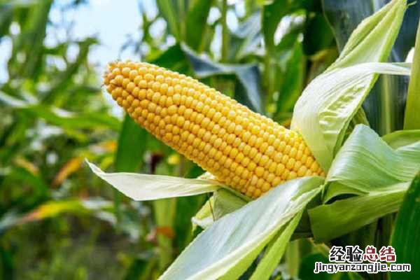 河南收玉米是几月份,什么时候可以成熟