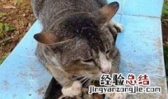 埋葬猫咪的忌讳有哪些 埋葬猫咪的忌讳