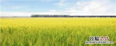 油菜红叶打什么药 油菜黄叶用什么药