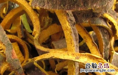 黄柏的功效与作用 黄柏的功效与作用图片