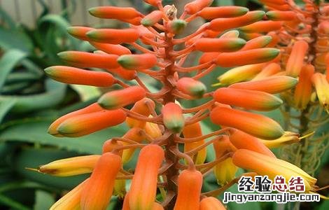芦荟花茶的功效 芦荟花茶的功效就价钱