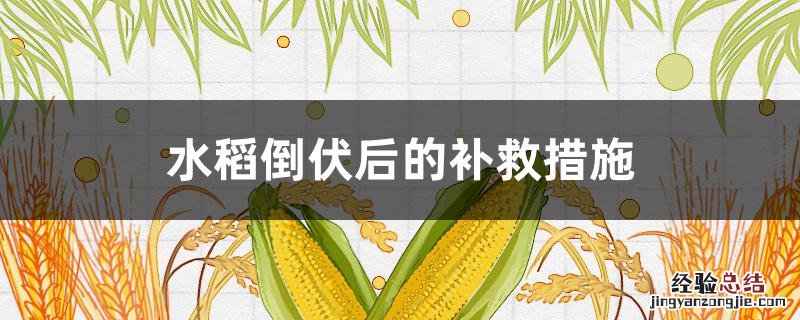 水稻倒伏后的补救措施有哪些 水稻倒伏后的补救措施