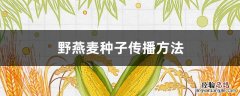 野燕麦种子传播方法 野燕麦种子传播方法图画