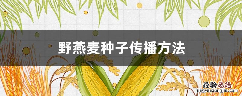 野燕麦种子传播方法 野燕麦种子传播方法图画