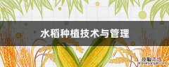 东北水稻种植技术与管理 水稻种植技术与管理
