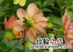 大丽花种球水培操作图解 大丽花球根的种植方法