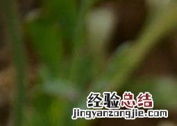 冰岛虞美人的繁殖方法和养殖注意事项