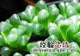 姬玉露的种植与养护方法图片 姬玉露的种植与养护方法