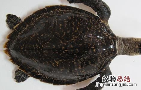 玳瑁的功效与作用