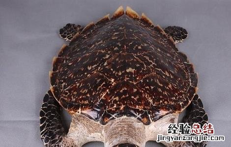 玳瑁的功效与作用