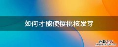 怎么才能让桃核发芽 如何才能使樱桃核发芽