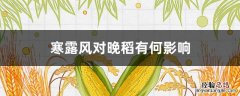 寒露风对晚稻有何影响 寒露风对南方晚稻生长有哪些影响
