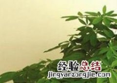 发财树如何养 发财树如何养护