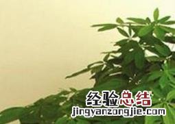 发财树如何养 发财树如何养护