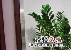 金钱树的养殖方法和注意事项叶子发黄原因 金钱树的养殖方法和注意事项