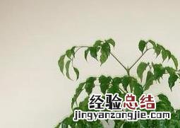 绿宝树的养殖方法和注意事项盆栽 绿宝树的养殖方法和注意事项