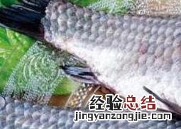 吃鲫鱼的4个禁忌 吃鲫鱼的4个禁忌芥菜叶子变斑黄是什么病