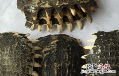 龟甲的功效与作用 龟甲的功效与作用的功能与主治