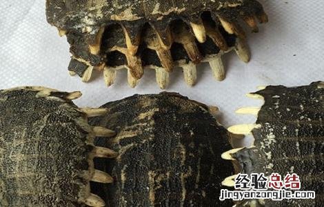 龟甲的功效与作用 龟甲的功效与作用的功能与主治