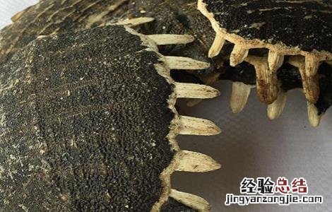 龟甲的功效与作用 龟甲的功效与作用的功能与主治