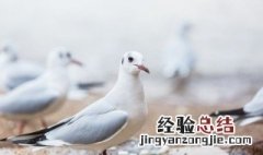 如何挑选肉鸽 怎么挑选肉鸽