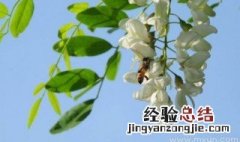 梦见摘槐花是什么意思 周公解梦梦见摘槐花是什么意思